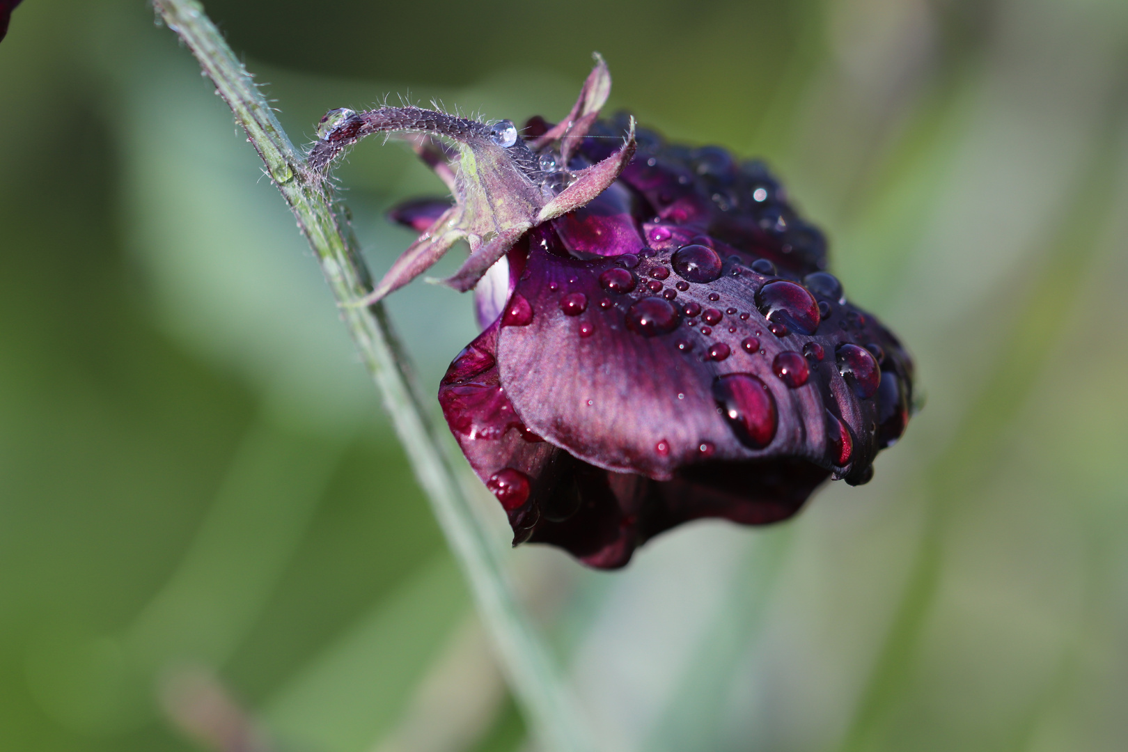 Macroptilium nach dem Regen