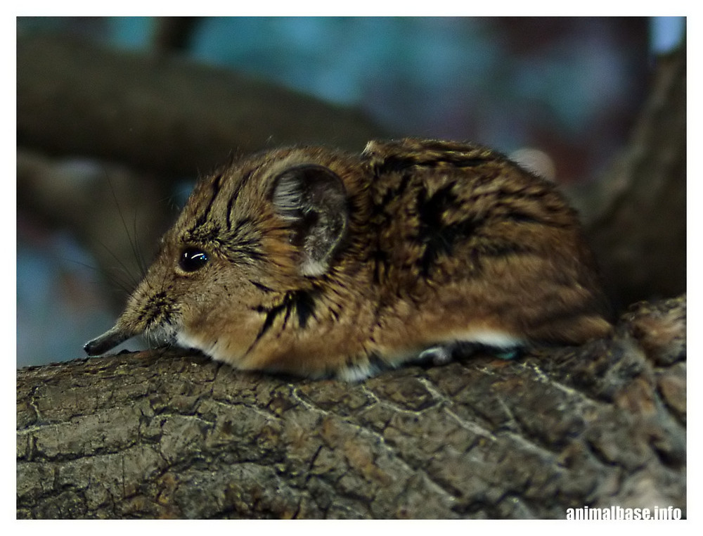 Macroscelides proboscideus - Kurzohr-Rüsselspringer lll