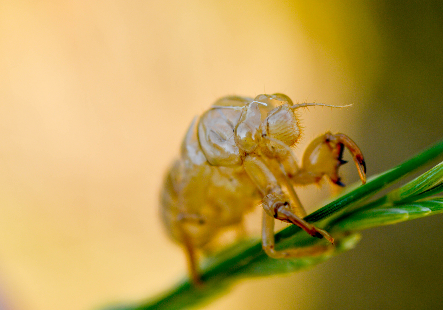 Macroscopie d'un cocon de cigale