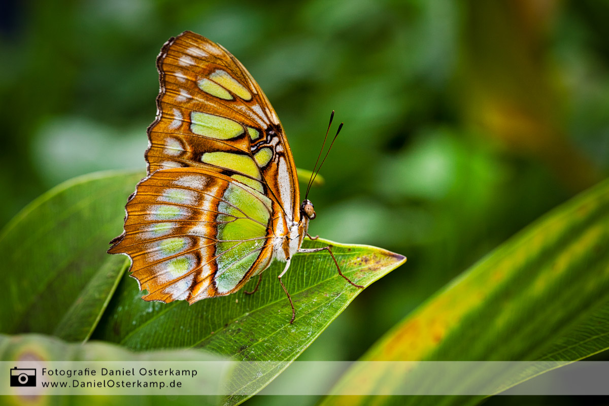 Macroshot Schmetterling Bambuspage