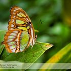 Macroshot Schmetterling Bambuspage