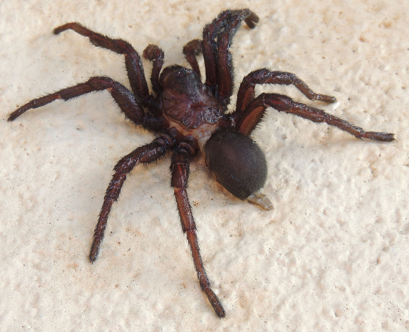 Macrothele calpeiana Foto & Bild animals, wildlife, spiders Bilder