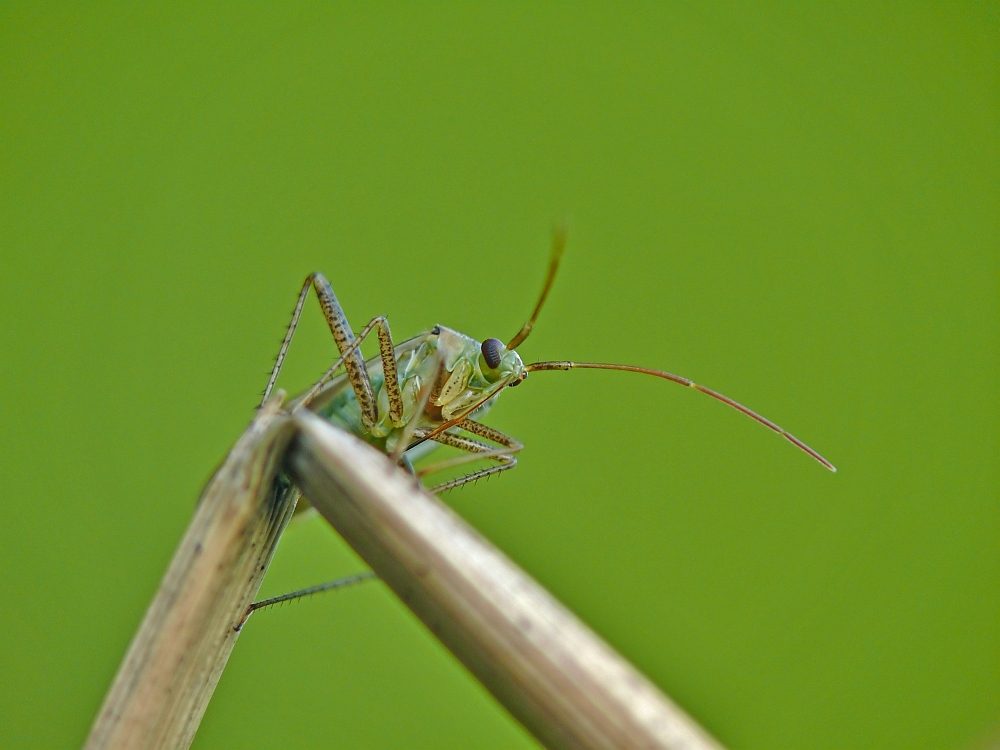 Macrotylus paykulli