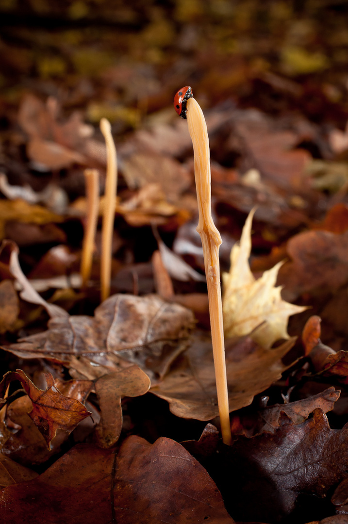 Macrotyphula fistulosa mit Marienkäfer