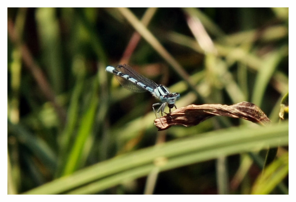 macroversuch mit nem standartobjektiv ^^