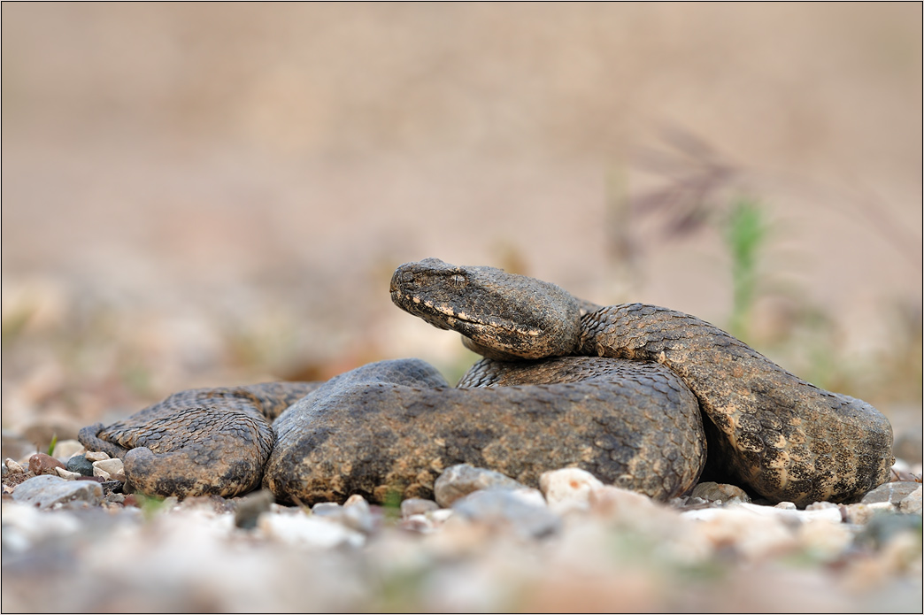 ~ Macrovipera ~