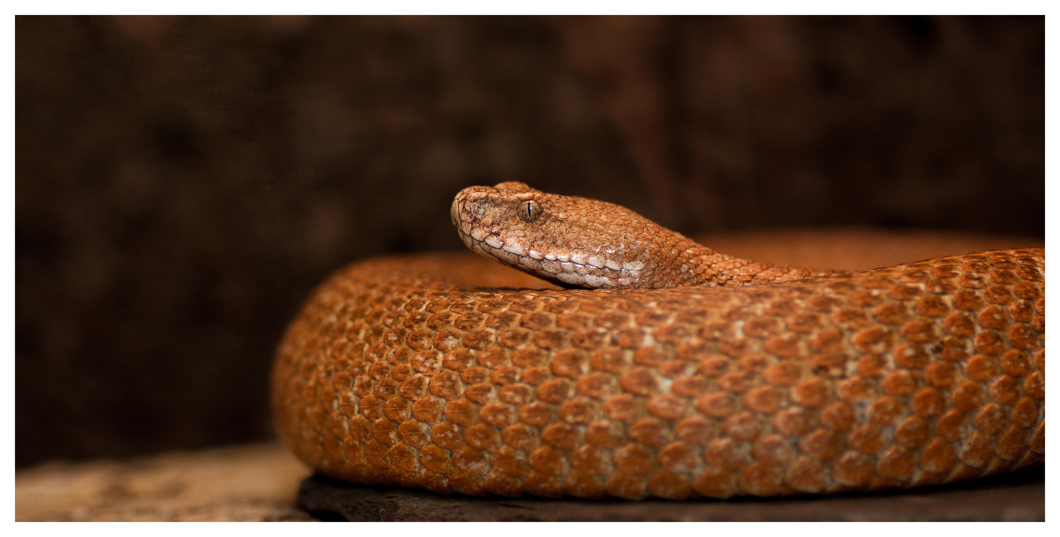 Macrovipera lebetina schweizeri (0.1)