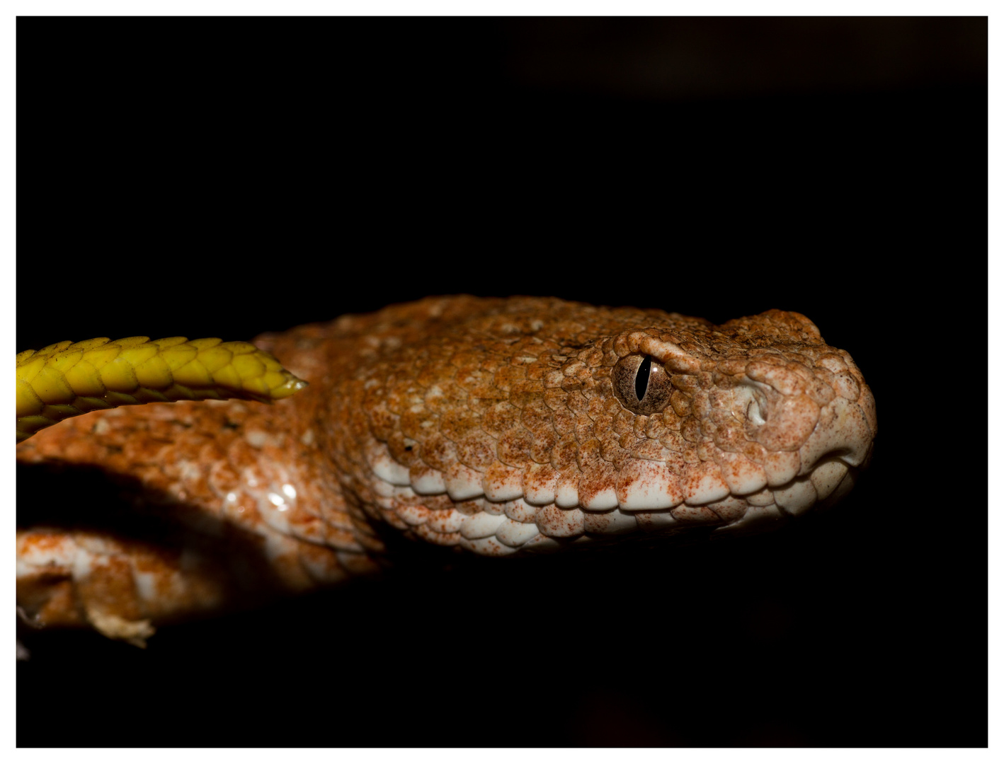 Macrovipera lebetina schweizeri