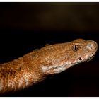 Macrovipera lebetina schweizeri oder auch Milosotter genannt