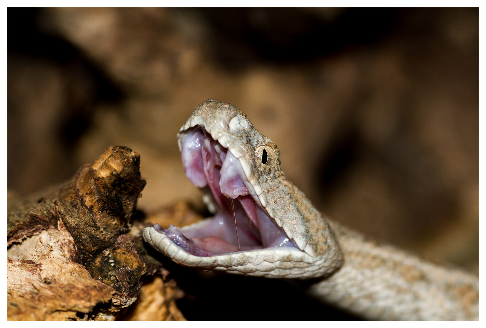 Macrovipera lebetina turanica