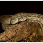 Macrovipera lebetina turanica