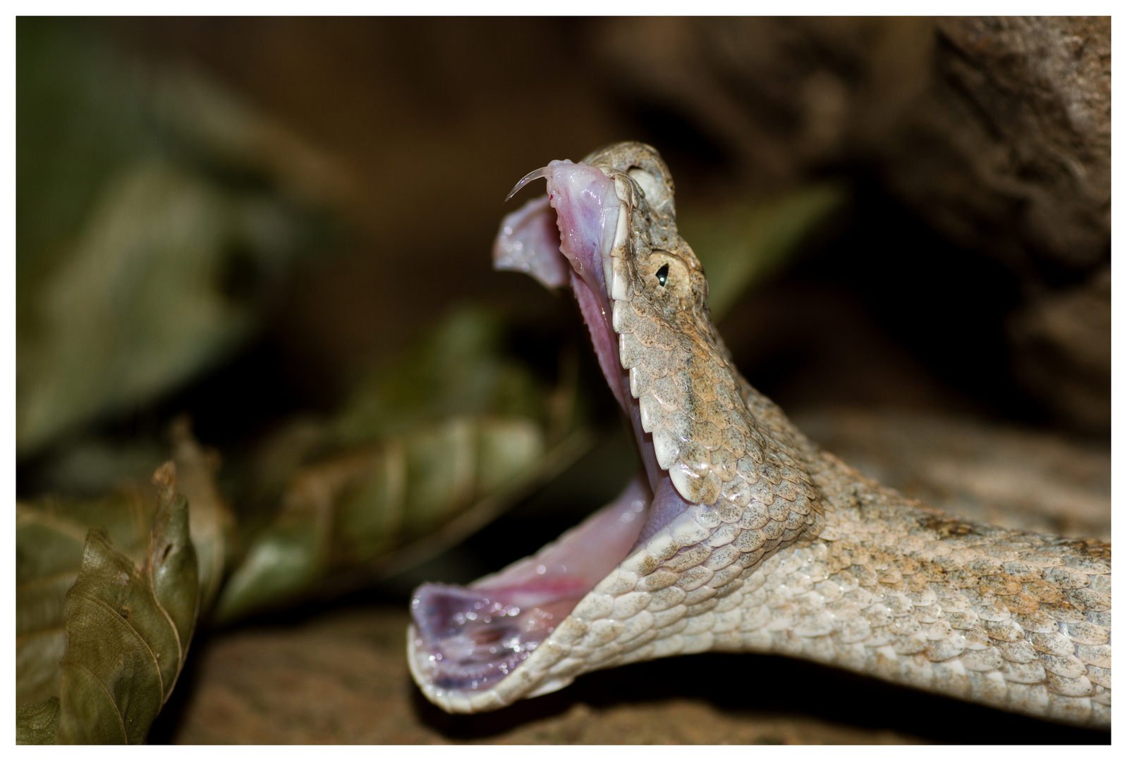 Macrovipera lebetina turanica