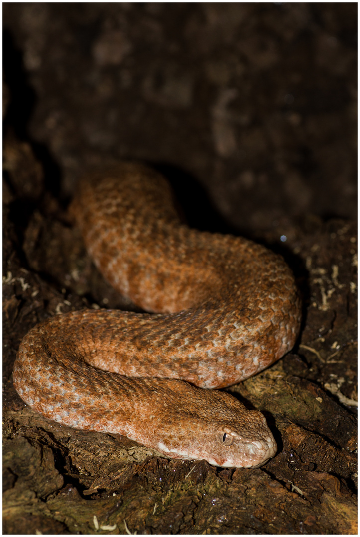 Macrovipera schweizeri