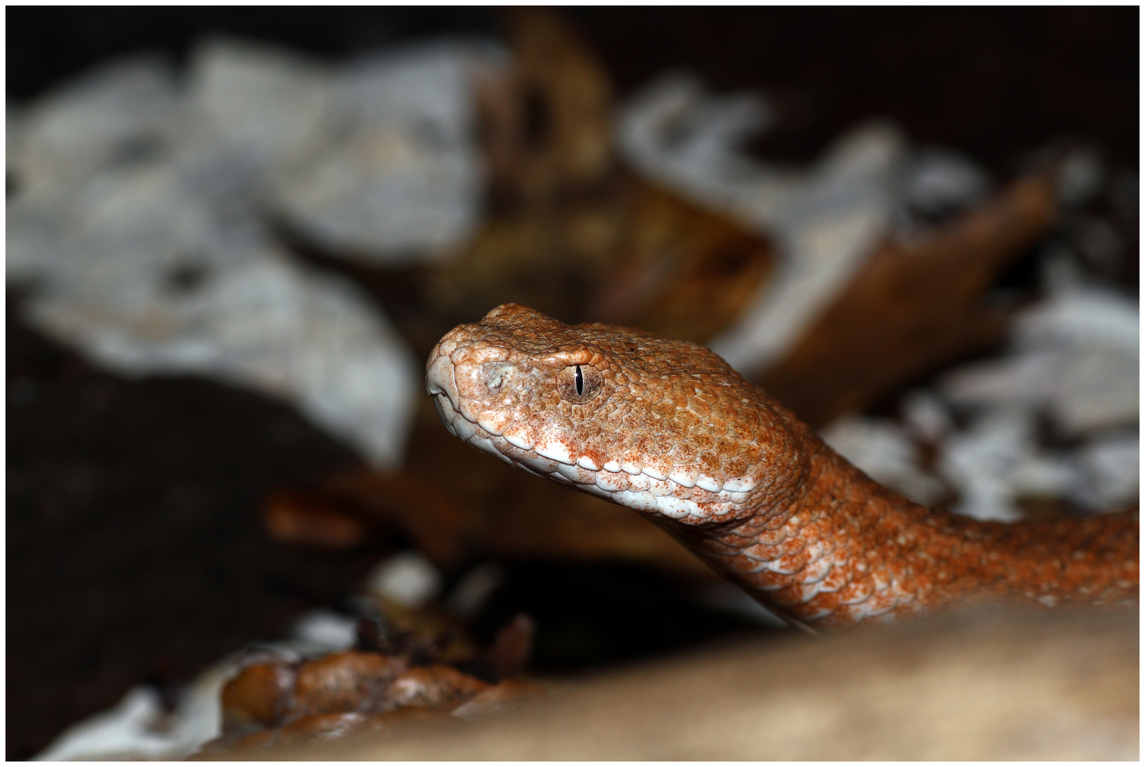 Macrovipera schweizeri