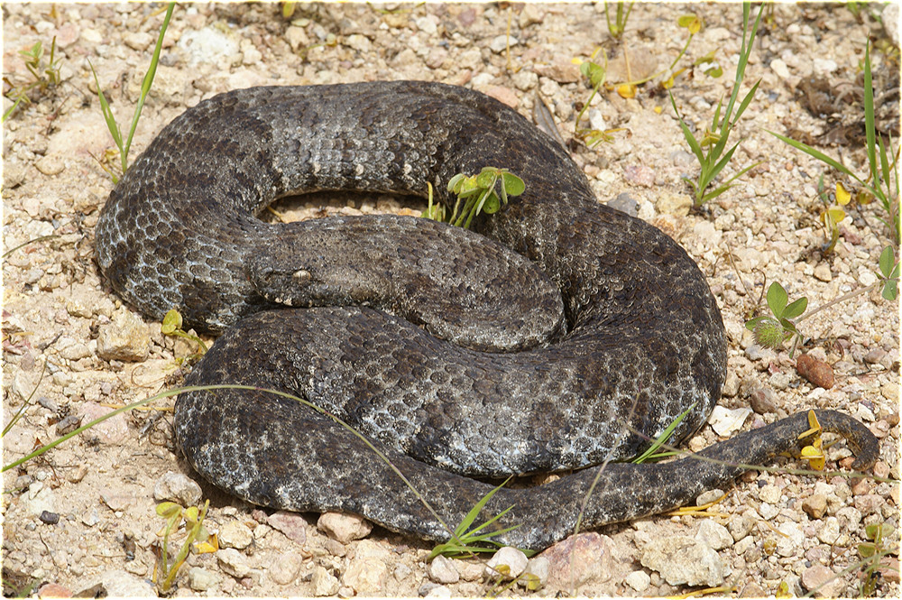 Macrovipera schweizeri "blue"