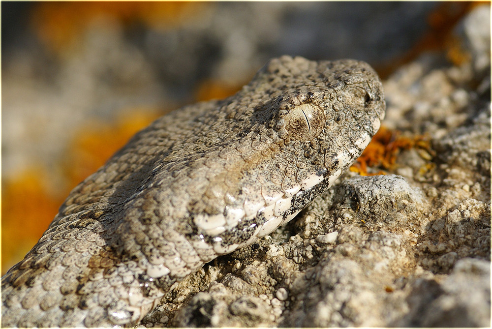 Macrovipera schweizeri (in Lauerstellung)