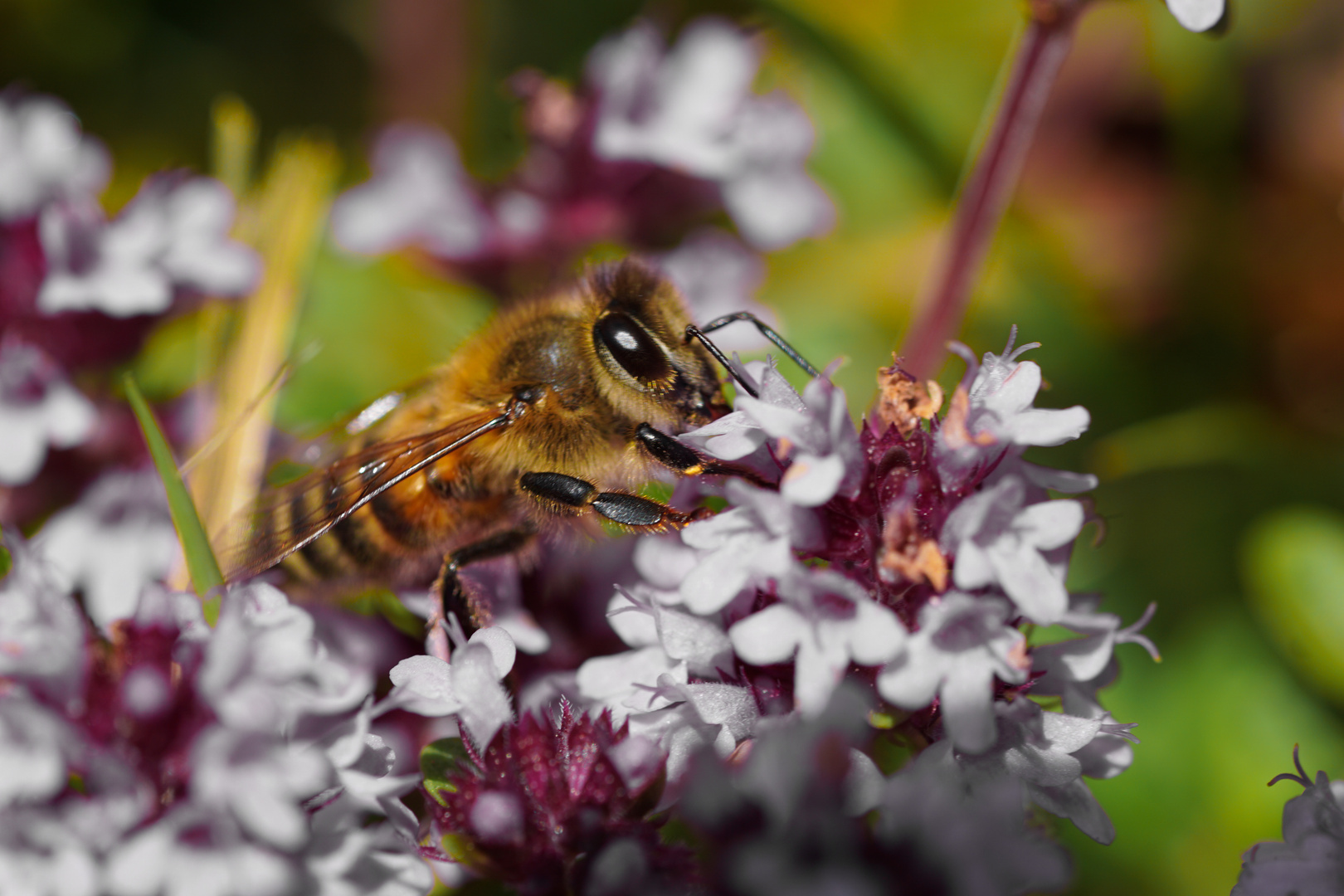 Macroworld  - Bienen 