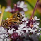 Macroworld  - Bienen 