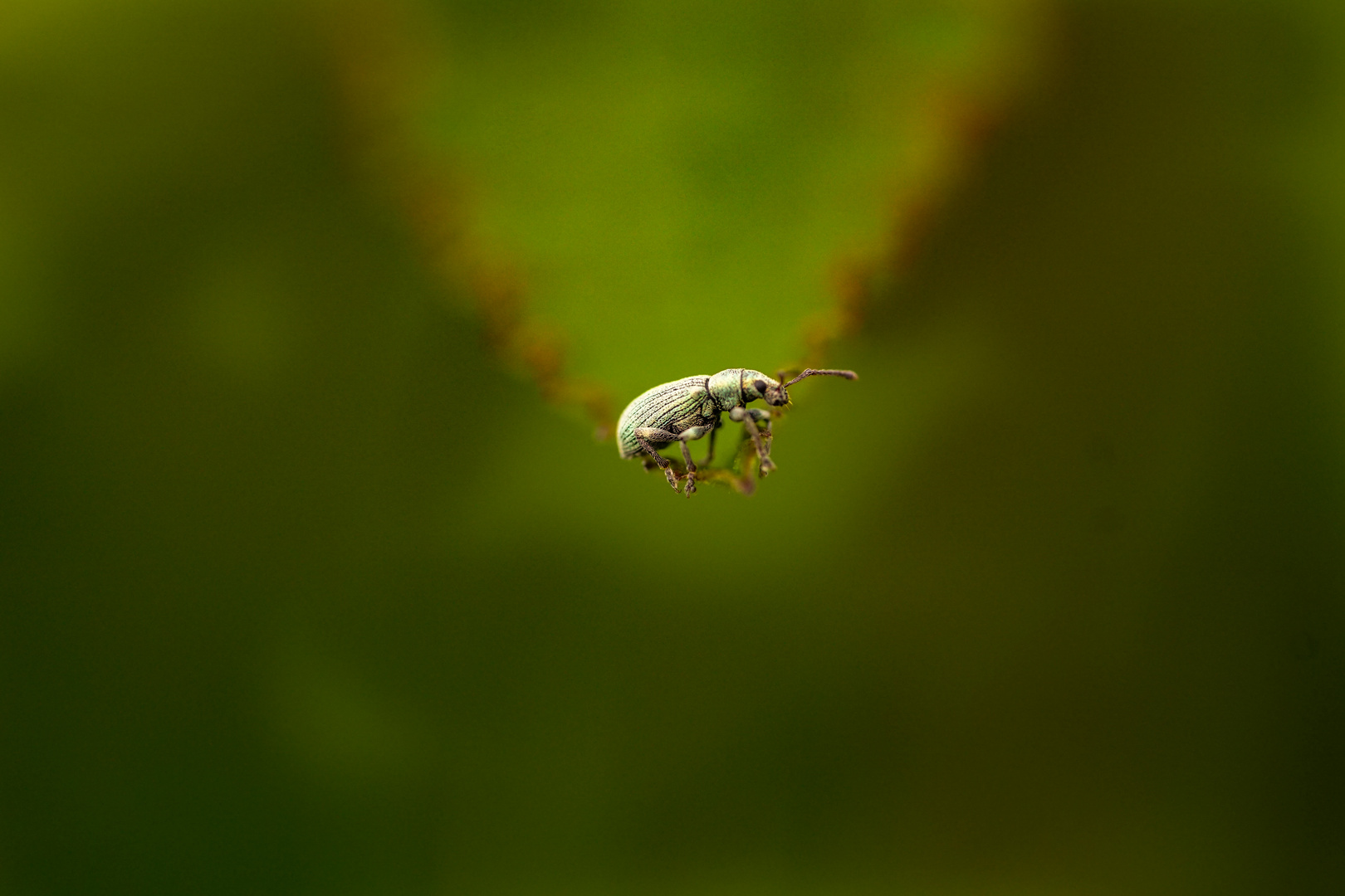 Macroworld  - Insekt