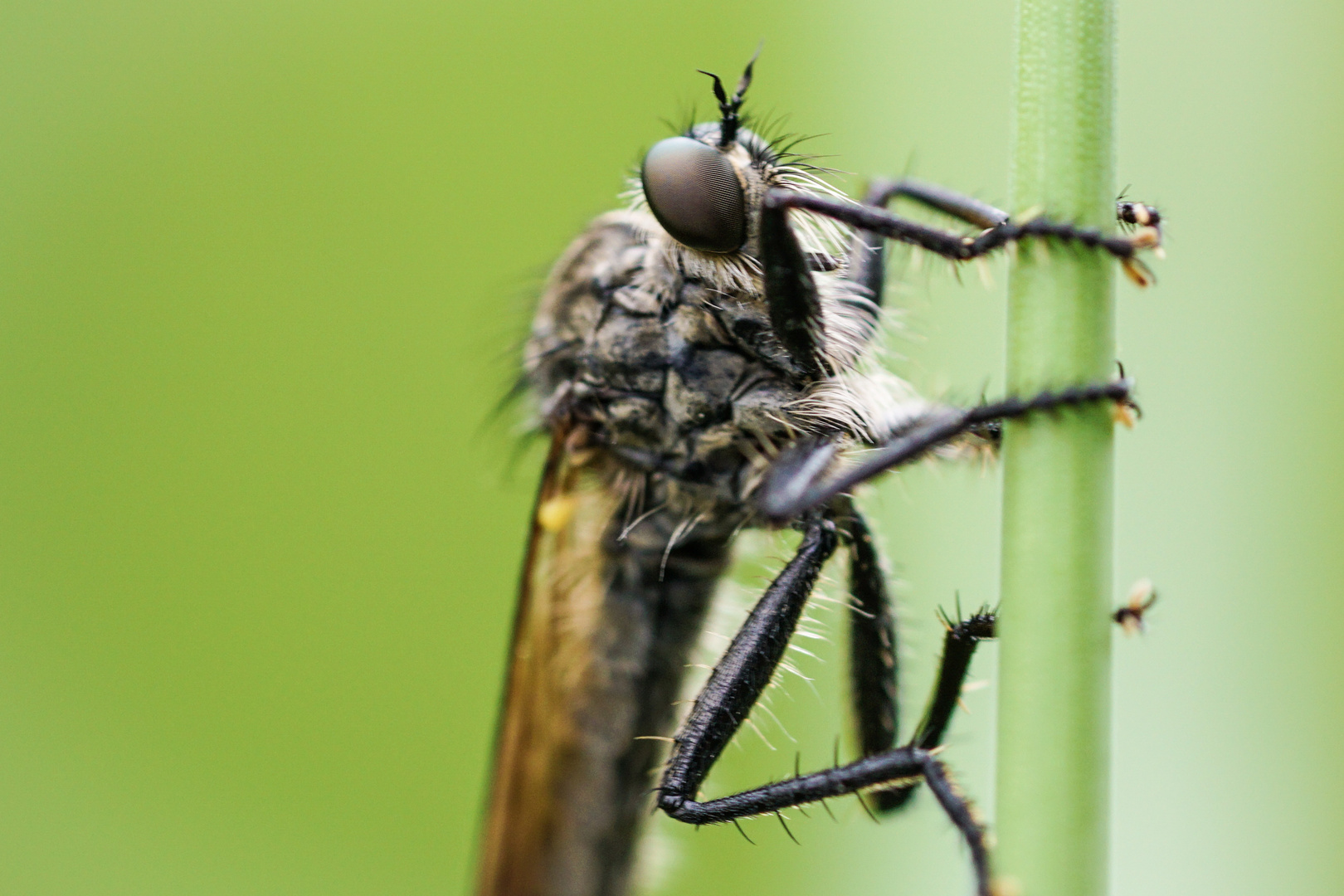 Macroworld - Insekt 