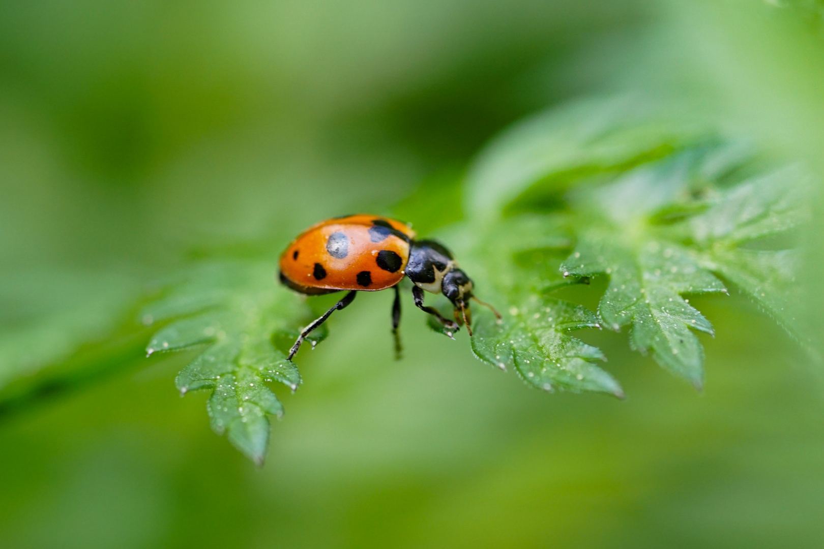 Macroworld  - Marienkäfer 