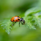 Macroworld  - Marienkäfer 