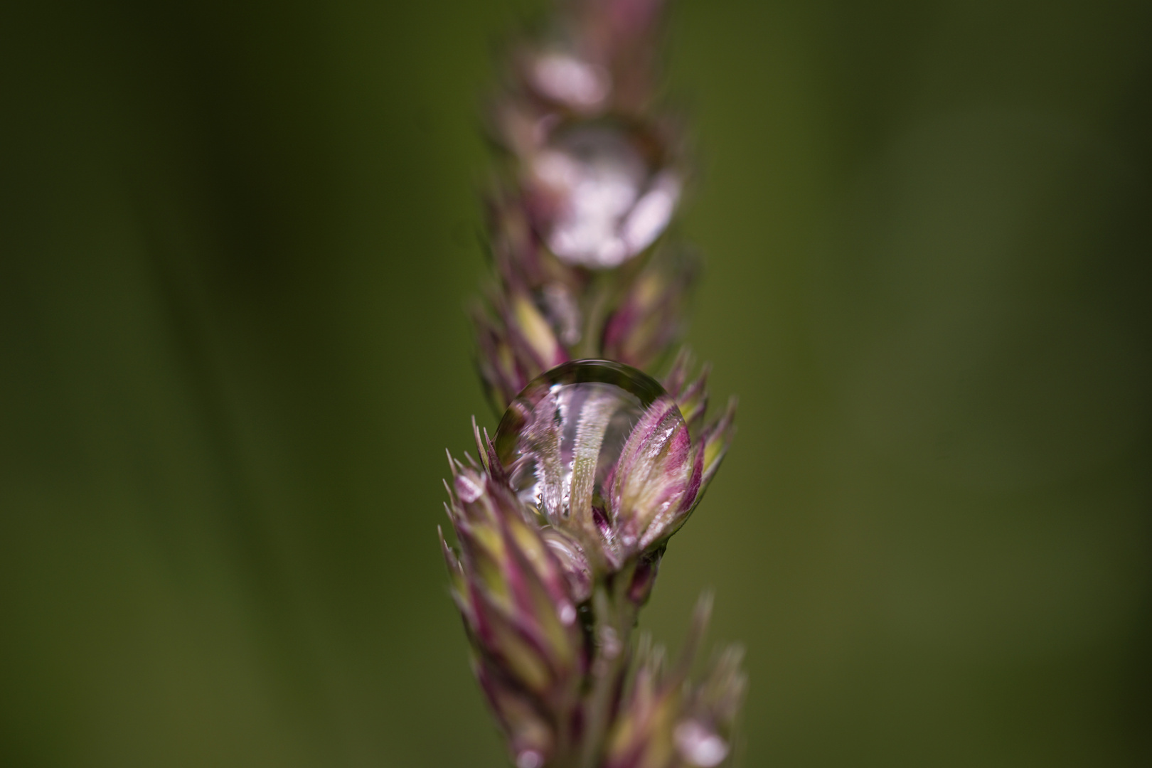 Macroworld - Tropfen ?