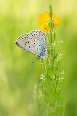 Maculinea arion... der Thymian-Ameisenbläuling