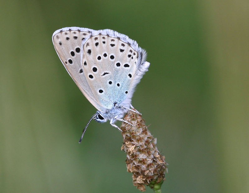 Maculinea arion - Large Blue