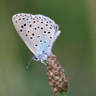 Maculinea arion - Large Blue