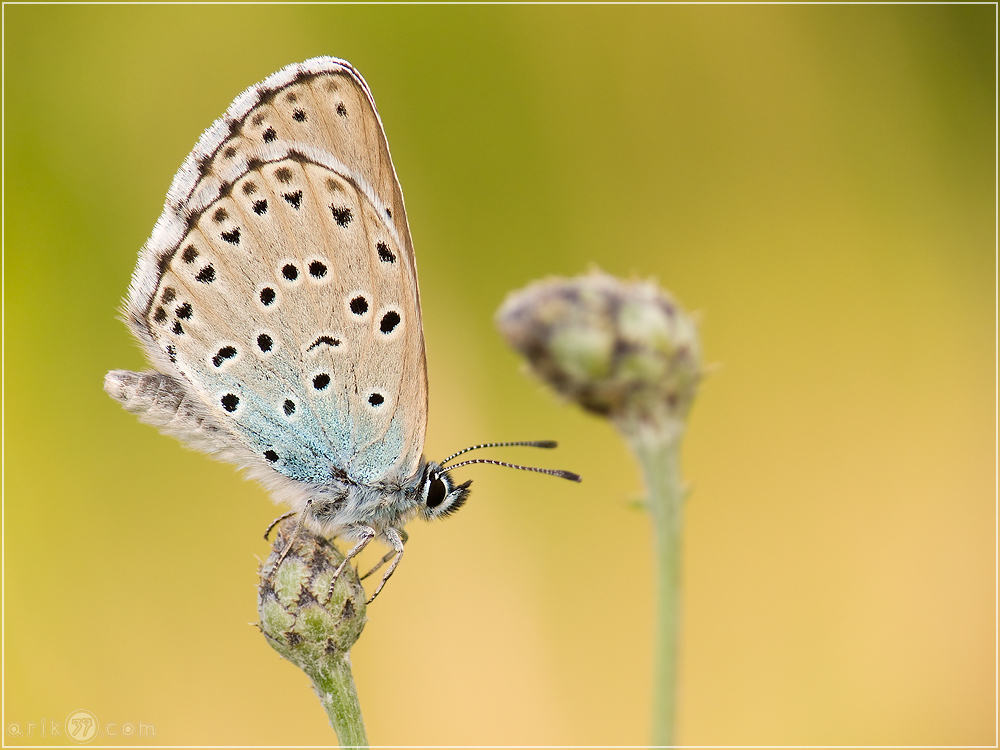 Maculinea arion (Thymian-Ameisenbläuling)