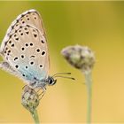 Maculinea arion (Thymian-Ameisenbläuling)