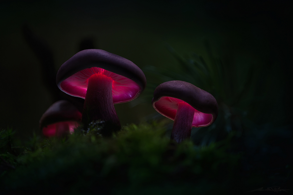 . : mad mushrooms : .