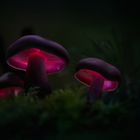 . : mad mushrooms : .