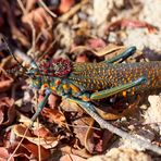 Madagascan Blue Grasshopper