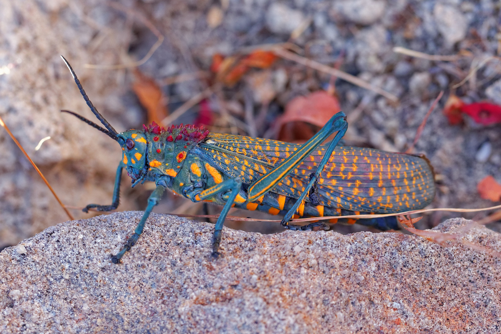 Madagascan Blue Grasshopper_1