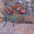 Madagascan Blue Grasshopper_1