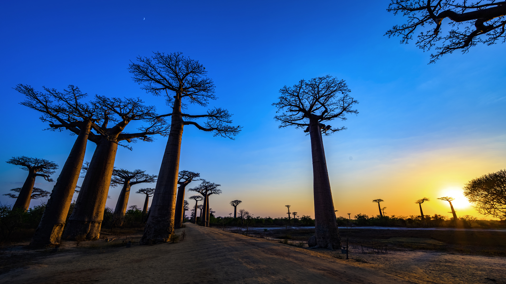 Madagascar | Baobab avenue