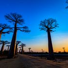 Madagascar | Baobab avenue