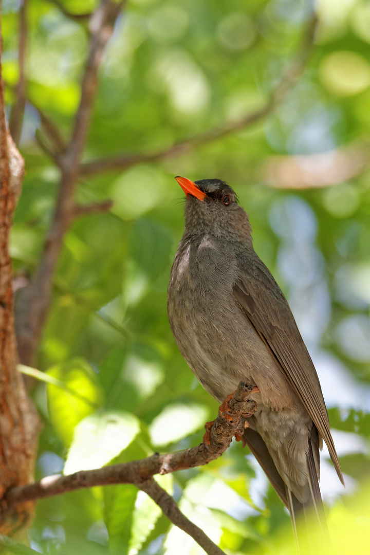 Madagascar Bulbul