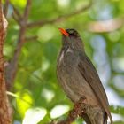 Madagascar Bulbul