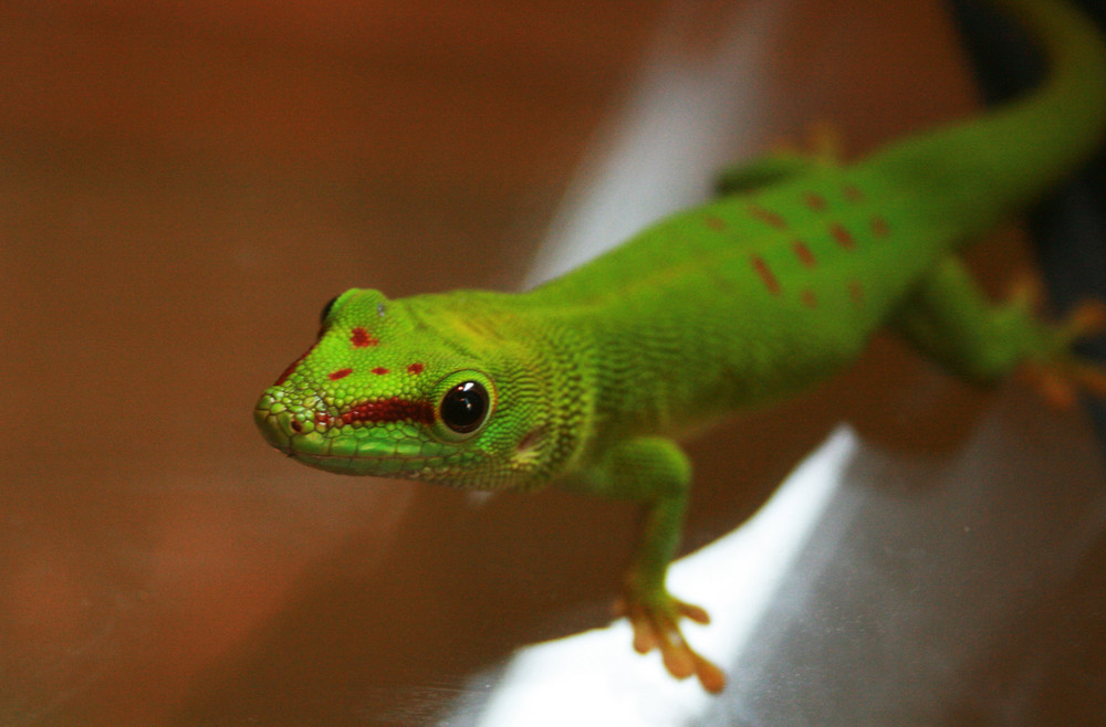 Madagascar day gecko (Phelsuma madagascariensis madagascariensis)