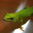 Madagascar day gecko (Phelsuma madagascariensis madagascariensis)