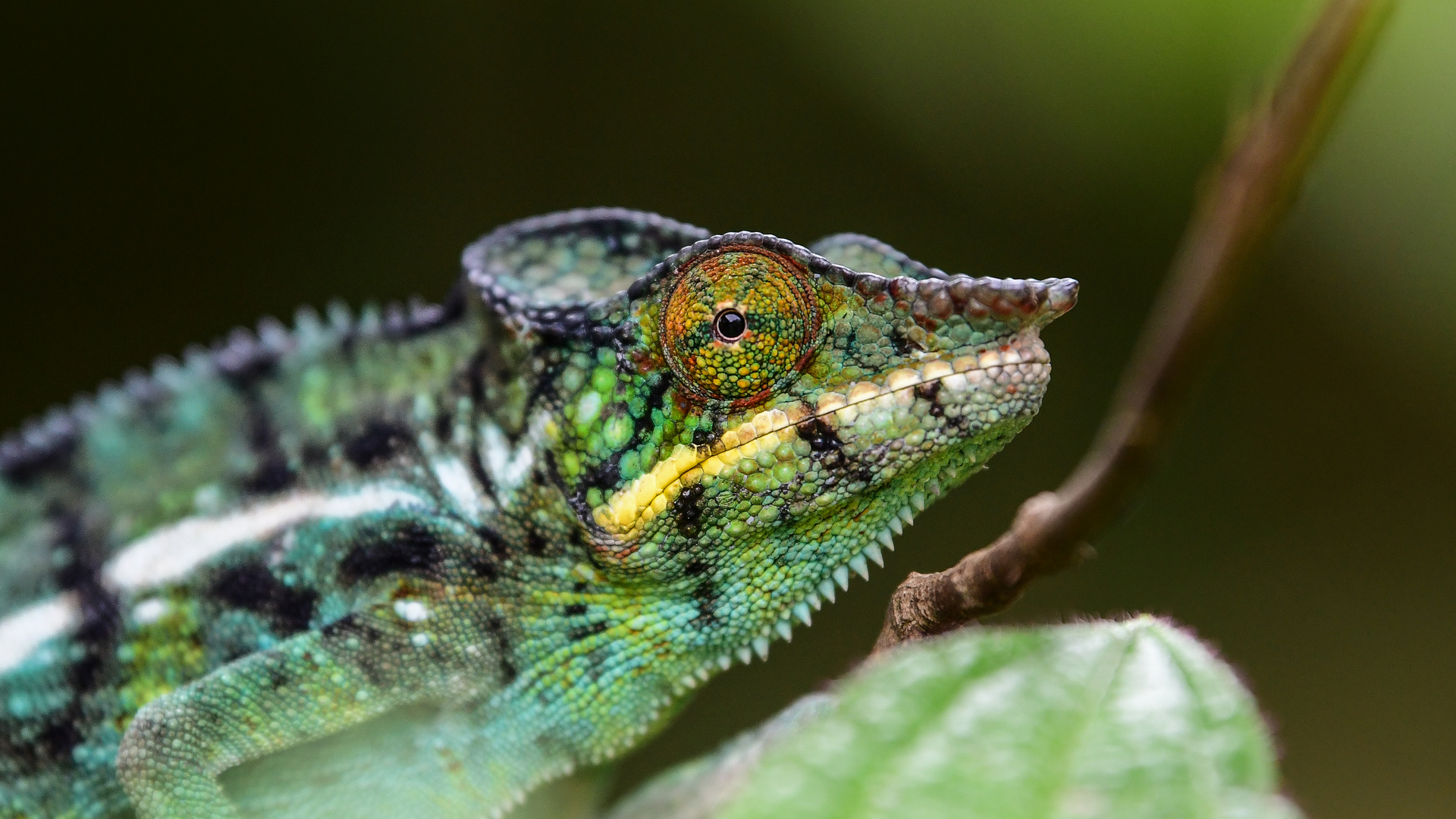 Madagascar Dragon