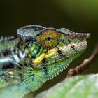 Madagascar Dragon