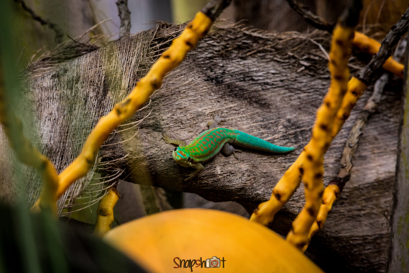 Madagascar Gecko