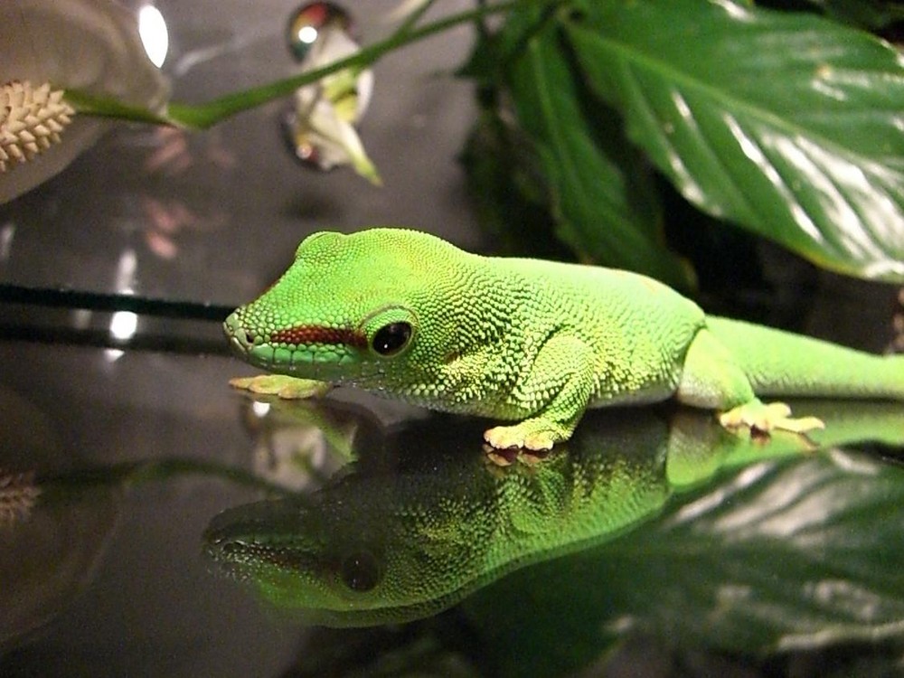 Madagascar Grandis Taggecko