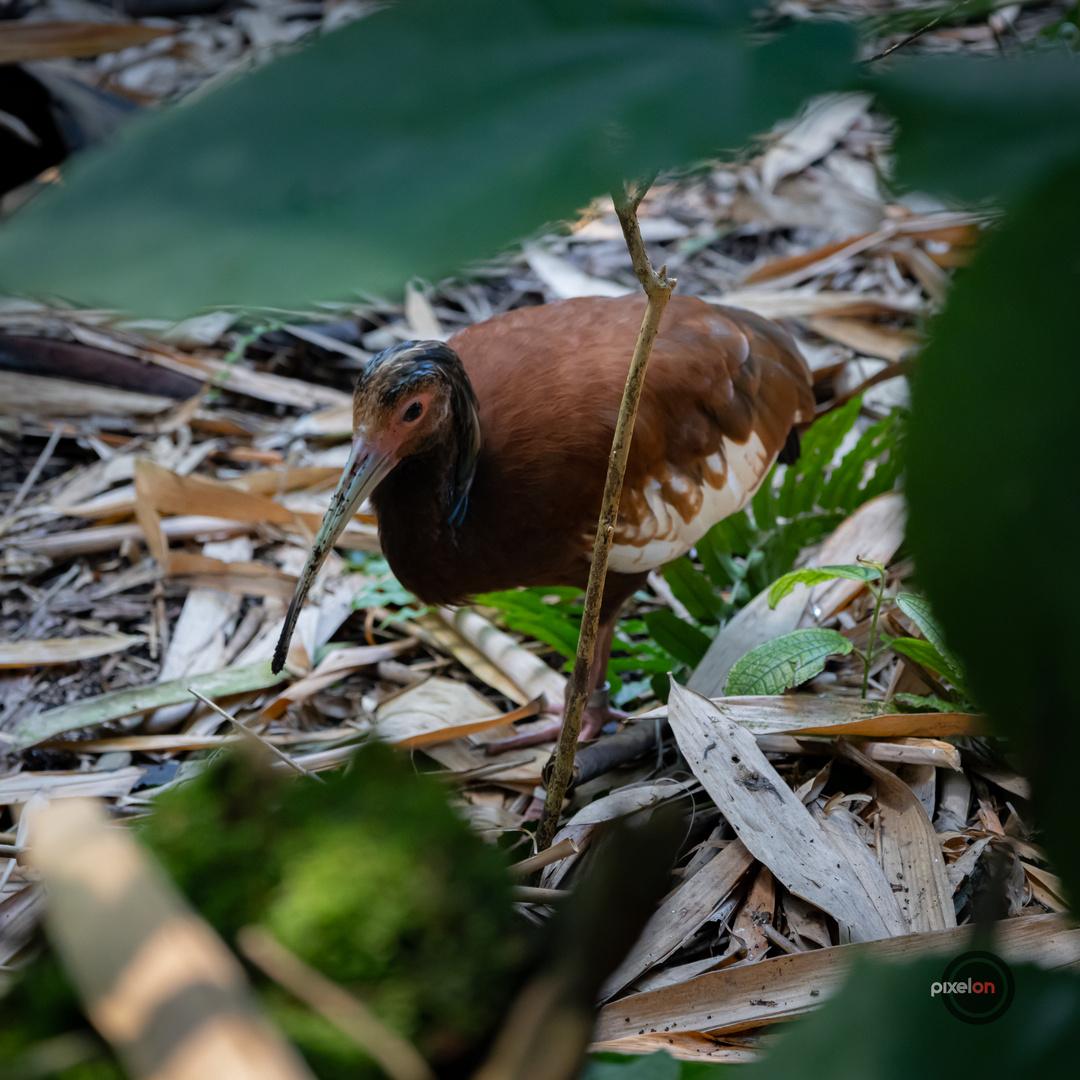 Madagascar Ibis