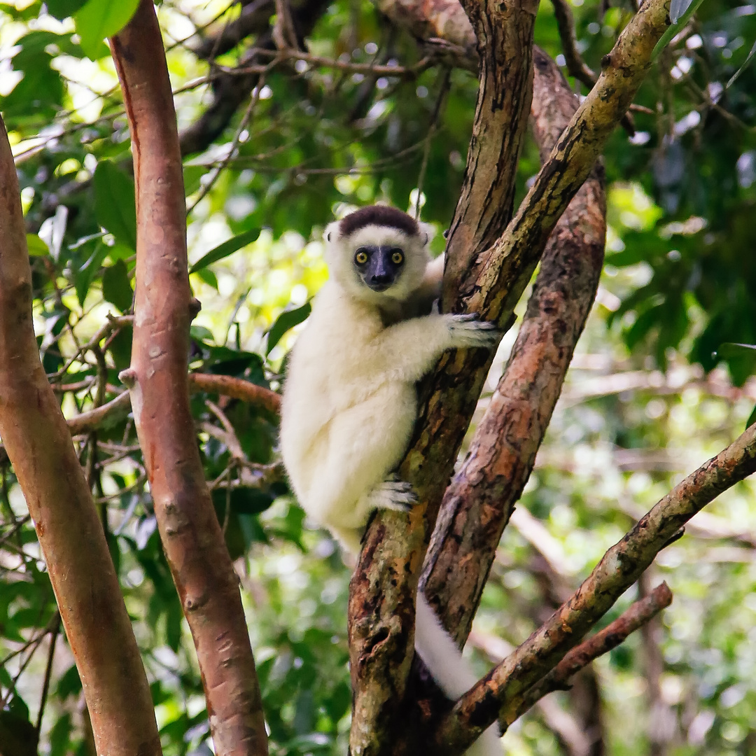 Madagascar is watching you