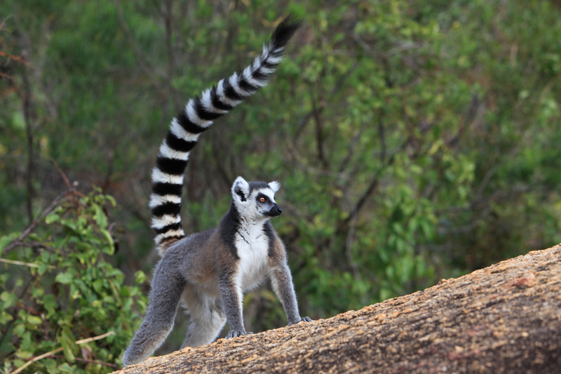 Madagascar: lemure katta